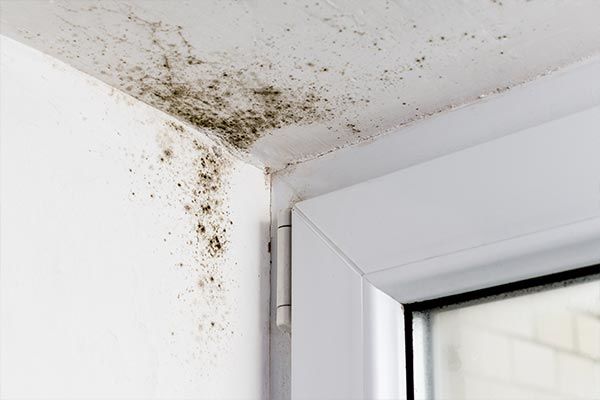 Mold Remediation Rochester NY needed for mold growth on ceiling