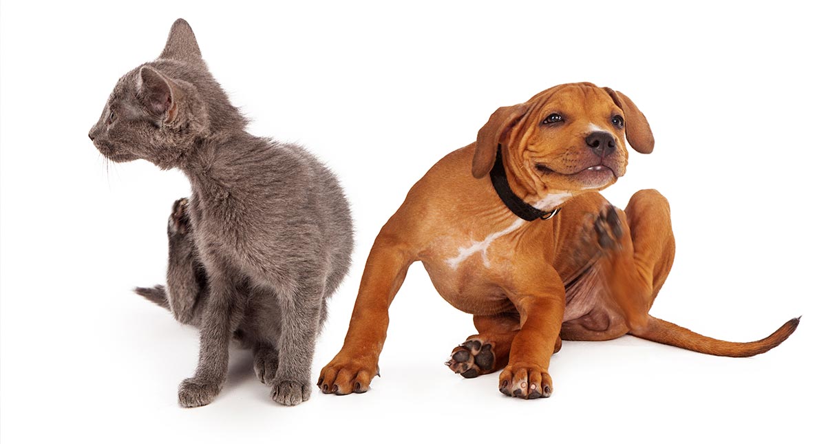 Grey cat and brown dog itching from mold allergies